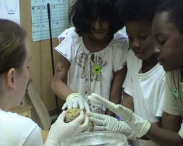 First grader’s examine a human brain